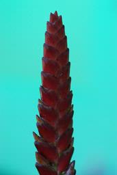  Bromeliad